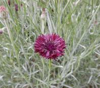 image 6b756b3342fa8974d86d13679a9bd4fc3b100133.jpg